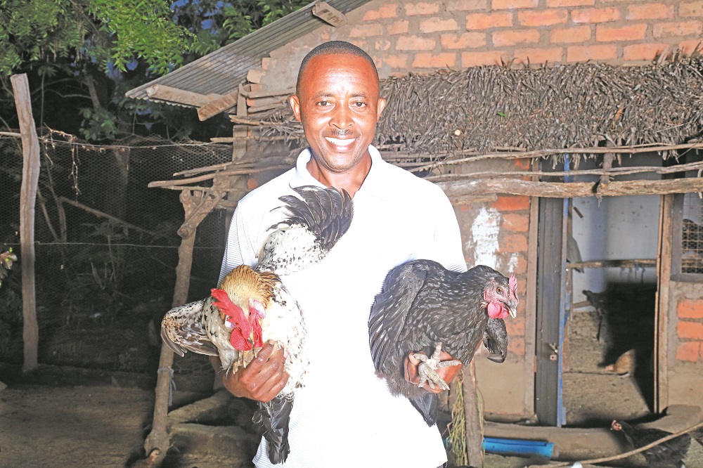 Replacing wild meat with local chicken to save the forests