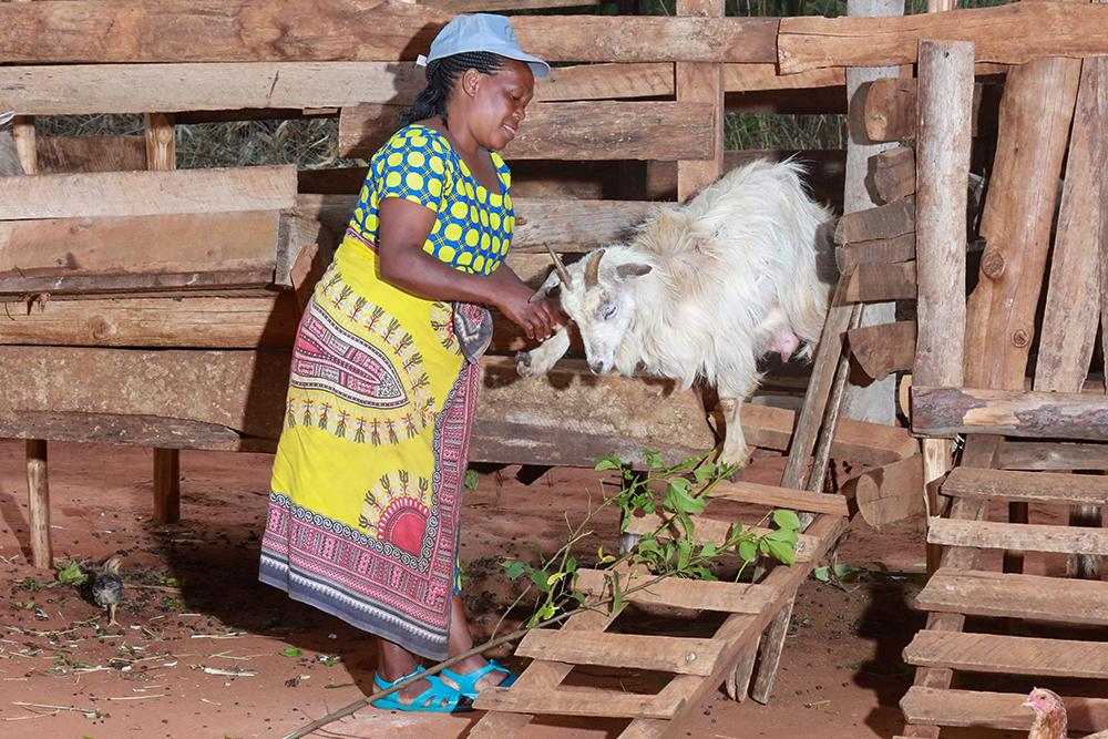 Doing business unusual with dairy goats keeping!