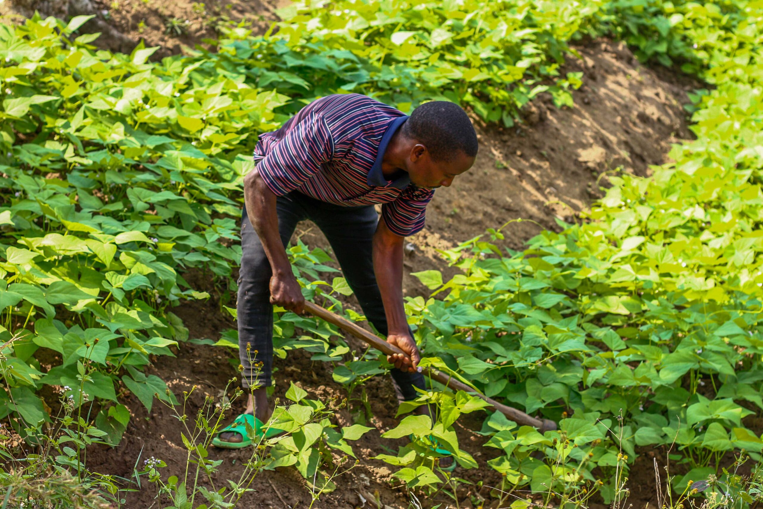 A man in a farm tilling land