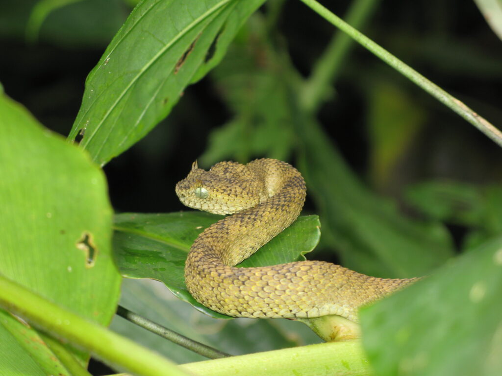 A rare snake species slithers through the lush forests of the Eastern Arc Mountains, showcasing the region's unique biodiversity.