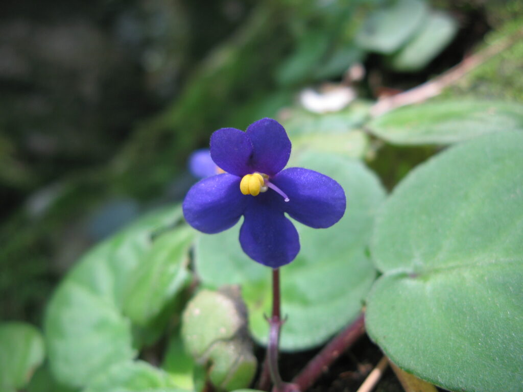 A delicate purple flower blooms in the Eastern Arc Mountains, adding a splash of color to the rich and diverse landscape.