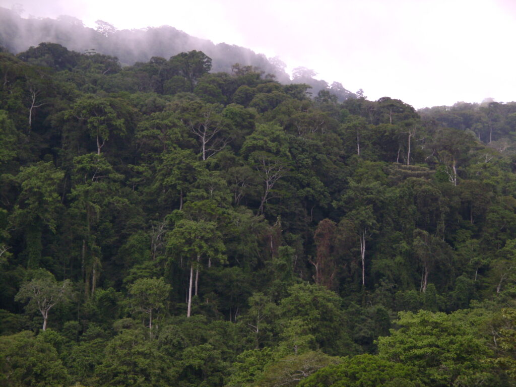 A dense, mist-covered forest in the Eastern Arc Mountains, home to unique wildlife and rich biodiversity.