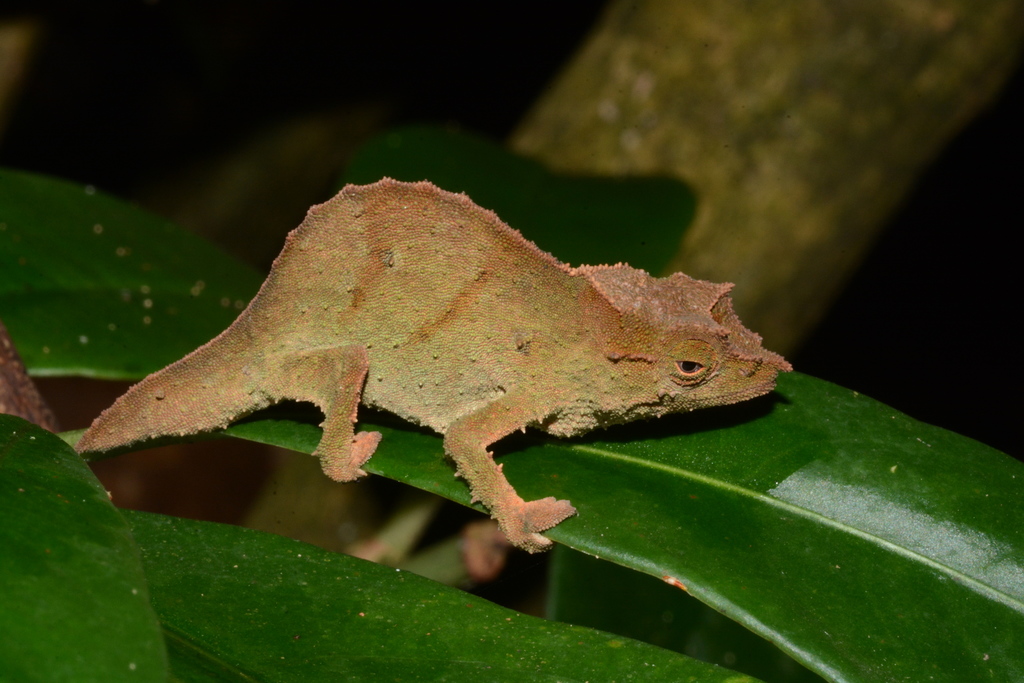 A colorful chameleon in the Eastern Arc Mountains, illustrating the region's remarkable biodiversity.