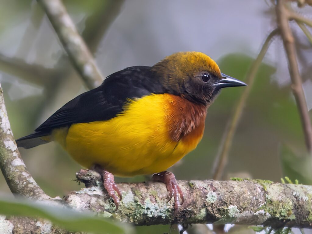 A vibrant bird species perched in the Eastern Arc Mountains, highlighting the rich biodiversity of this conservation hotspot.