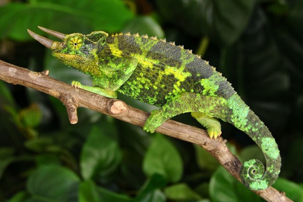 Safeguarding the Rare Reptiles of the Eastern Arc Mountains