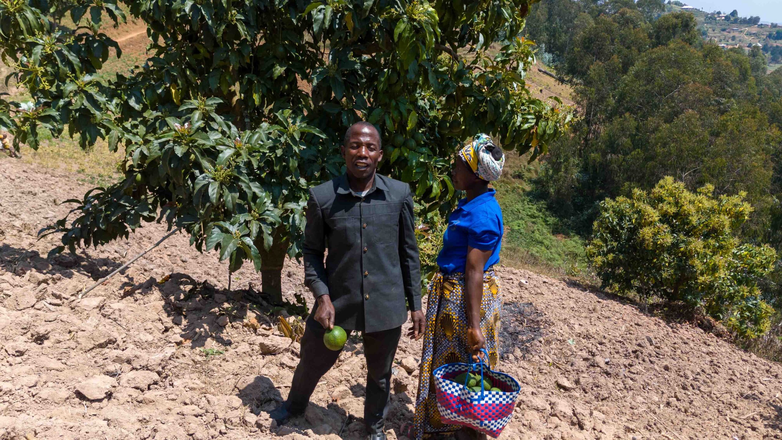 Avocado Farming Transforms Lives in Kipanga Village