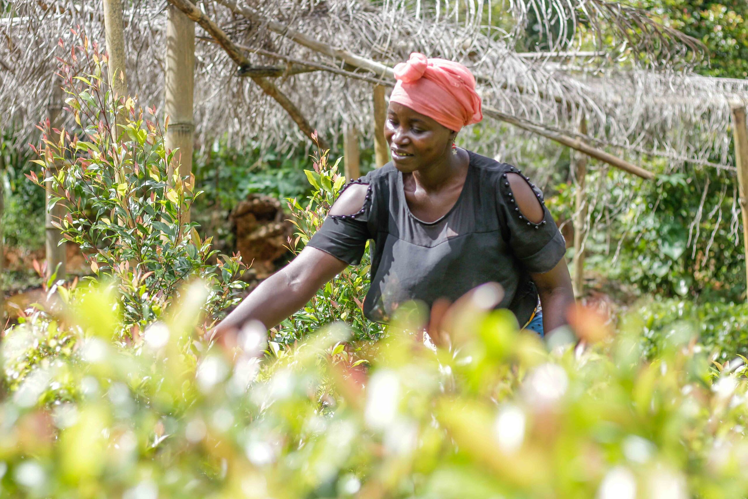 Spice Farming Empowers Women and Conserves Amani Nature Forest in Mlesa Village