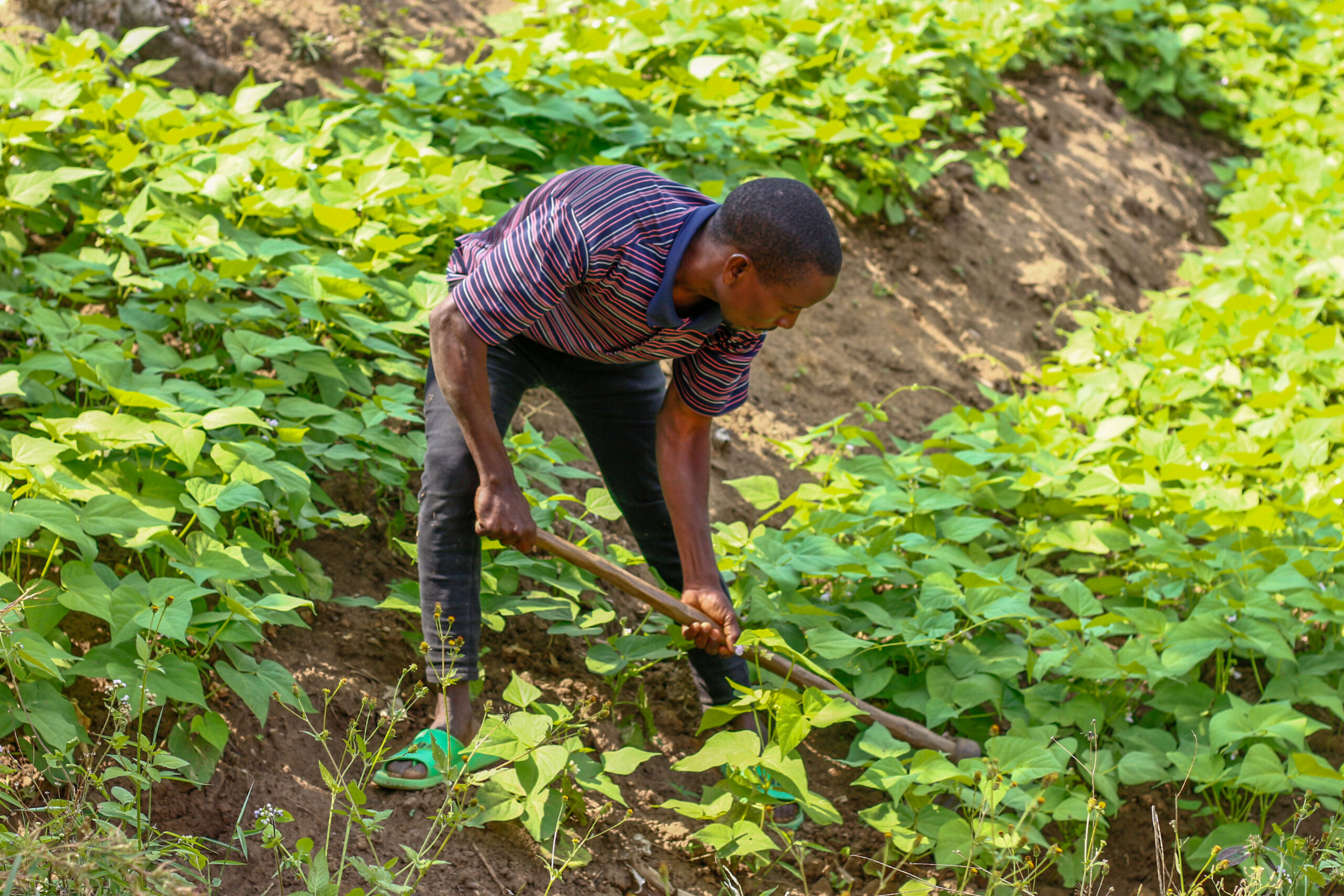 Terrace Farming: A Sustainable Solution to Soil Degradation Around Uluguru Nature Forest Reserve